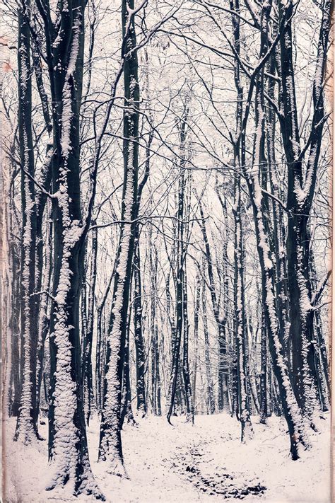 Narnia | Narnia, Nature, Winter trees