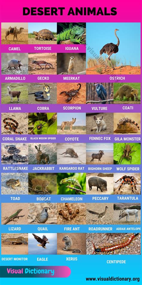 Desert Animals: 38 Wonderful Animals that Live in Desert Habitats ...