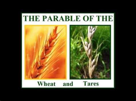 Parable Of The Wheat And Tares Explained