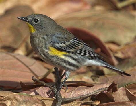 Yellow-rumped Warbler | San Diego Bird Spot