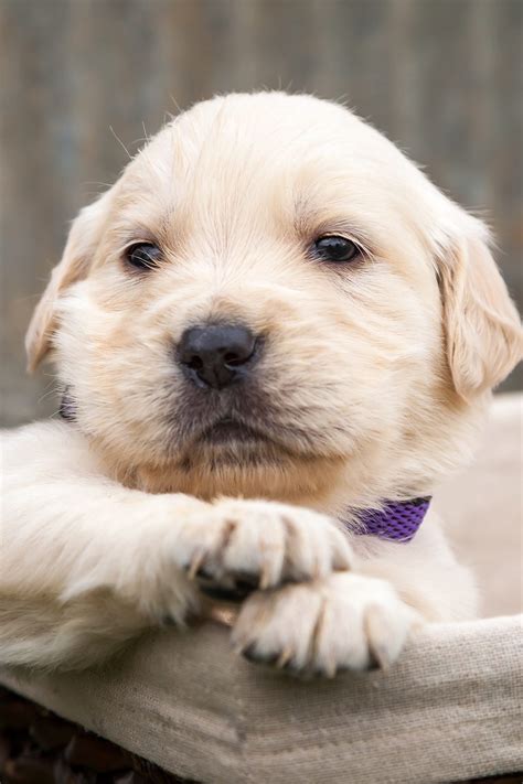 Golden Retriever Puppies (25 Cute Goldies) - Talk to Dogs