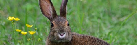 Animals - Cape Breton Highlands National Park