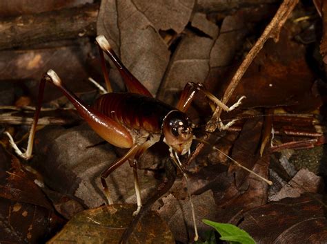 New King Cricket Species Discovered On Costa Rica Study Abroad Trip - Texas A&M Today