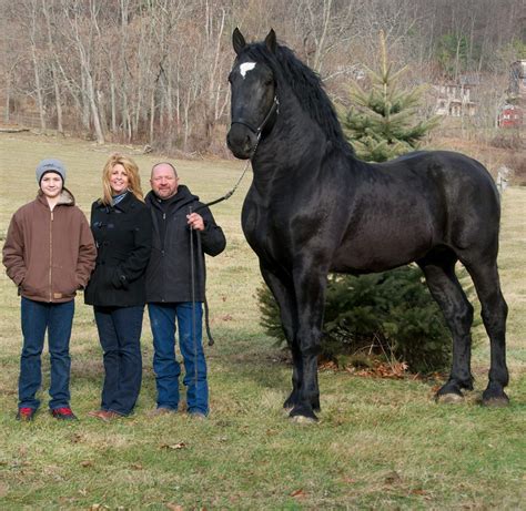 Pin by Omar Mohamed Tamez on Evocative | Percheron horses, Horses, Big horses