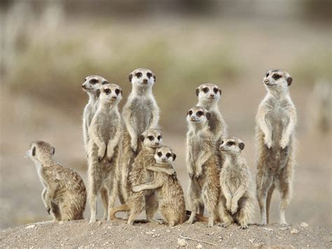 Animals: Directions, Meerkats, Kgalagadi Desert, Namibia, Africa ...