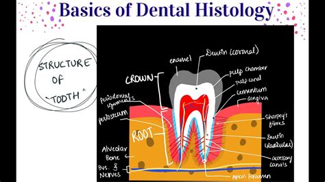 Apical Foramen Histology