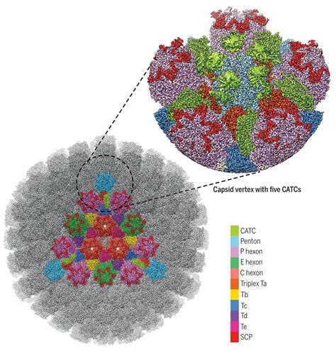 Three-Dimensional Structures of the Herpesvirus HSV-1/HSV-2 Capsid Revealed – Creative ...