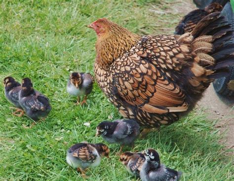 Black Laced Golden Wyandotte Baby Chicks For Sale | Cackle Hatchery ...