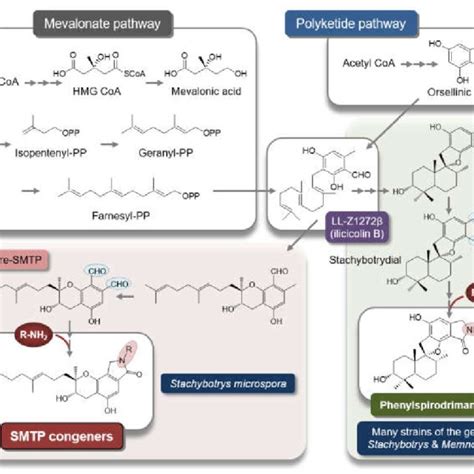 Plasminogen species. Schematic structures of the four plasminogen... | Download Scientific Diagram