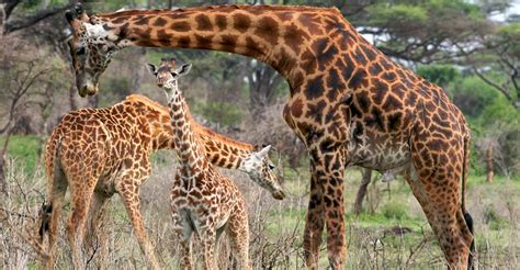 Family Africa Safari | Family Trips | Natural Habitat