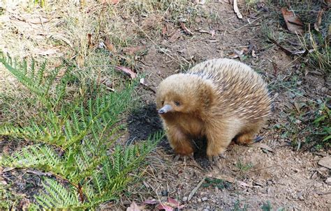 Baby Echidna,Tasmania,Autralia | Tasmania ,Hobart& the South ,Austra…