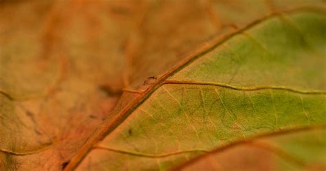 Leaf Macro Photography Tips & Tricks - Adaptalux.com