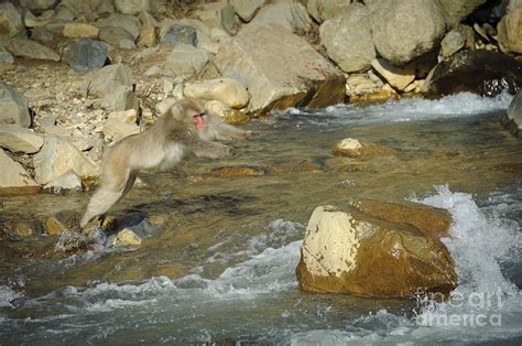 Snow Monkeys Photograph by John Shaw | Pixels