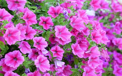 Pink Flowers Petunia Flowers For Your Garden And Balconies 1920x1200 : Wallpapers13.com