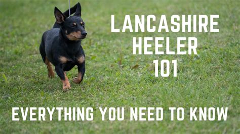 Lancashire Heeler 101 – Temperament, Size, Agility, and More - Avenue Dogs