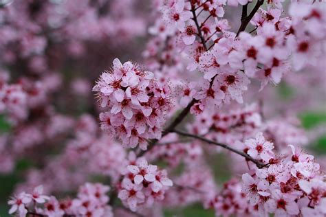 File:Plum-tree-blossom-spring - West Virginia - ForestWander.jpg - Wikimedia Commons