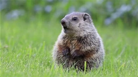 Best Groundhog Trap Reviews 2020 - Consumer Guides