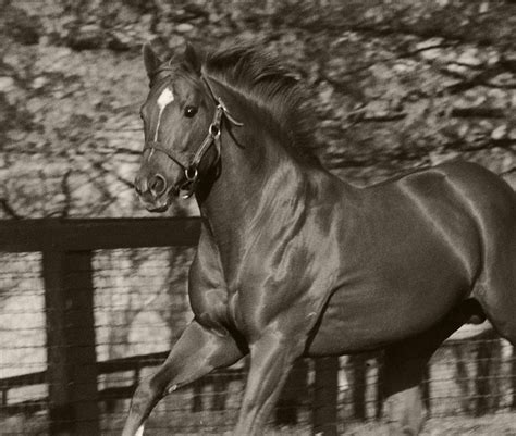 SECRETARIAT - Claiborne