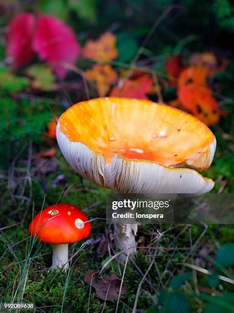 345 Death Angel Mushroom Stock Photos, High-Res Pictures, and Images - Getty Images