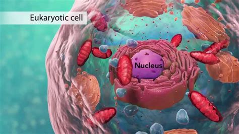 The Cell: High School Biology | High school biology, Plant and animal cells, Science cells