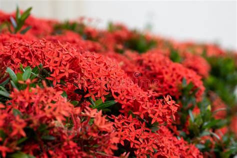 Flower in the Botanical Garden of Rio De Janeiro Brazil Stock Photo - Image of flora, hawaiian ...