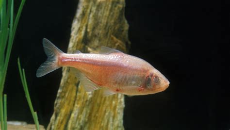 Mexican Tetra Care Guide: Appearance, Size, Diet & All | 2024