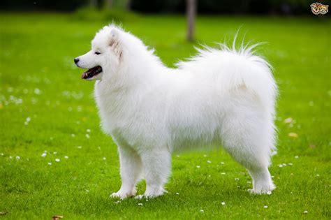 Samoyed Dog Breed | Facts, Highlights & Buying Advice | Pets4Homes