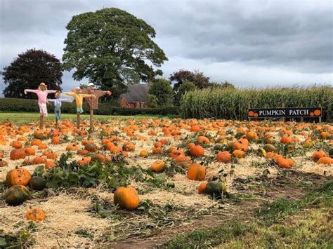 Wheelock Hall Farm - PYO Pumpkins - Animal Farm Play Areas