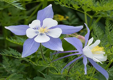 20 Stunning Aquilegia Varieties to Upgrade Your Garden Design - TheArches