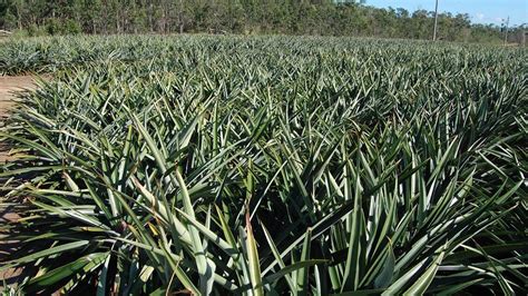 Snapshots from 2016 Pineapple Field Day | Good Fruit & Vegetables | Australia