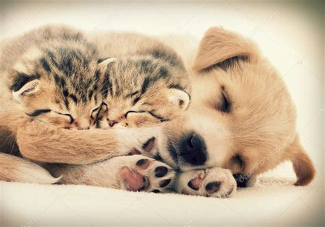 Puppy and kittens sleeping together Stock Photo by ©gurinaleksandr 64968309