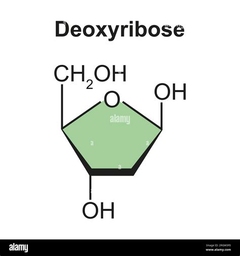 Deoxyribose chemical structure, illustration Stock Photo - Alamy