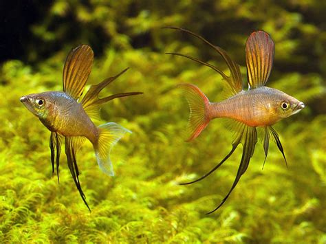 threadfin rainbowfish | Tumblr