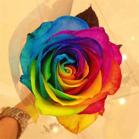 single rainbow rose - Google Search Rare Flowers, Beautiful Rose Flowers, Flowers Nature ...