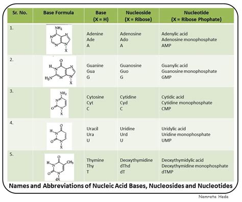 B for Biology: Biomolecules of the Cell - Nucleic Acids (Part 1)