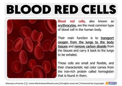 What are Red Blood Cells | Definition of Red Blood Cells