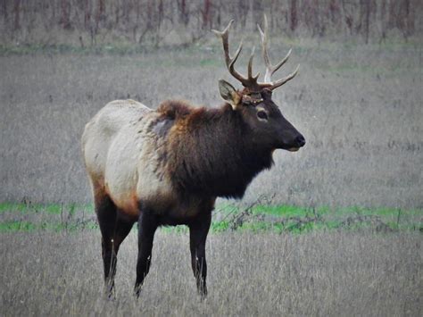 Roosevelt Elk | A proud Roosevelt Elk - from the small wild … | Flickr