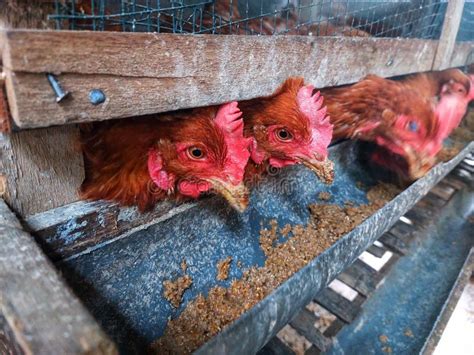 Two Laying Hens Eating in the Coop Stock Image - Image of eating ...