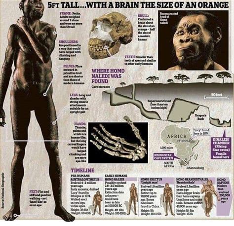 H. Naledi | Ancient humans, Early humans, Prehistory