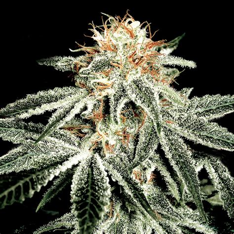 White Widow Seeds - Buy Securely Online - South Africa