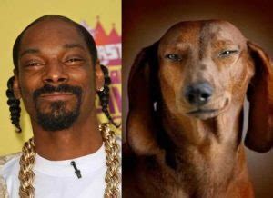 10 Dog Breeds that Look like Celebrities | Breed Info | Mad Paws