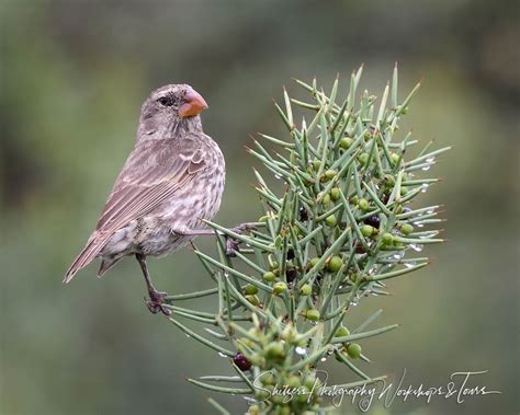 Small Tree Finch in the Galapagos Islands - Shetzers Photography