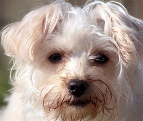 32 Maltese Mix Breeds - The Popular and Adorable Hybrid Dogs