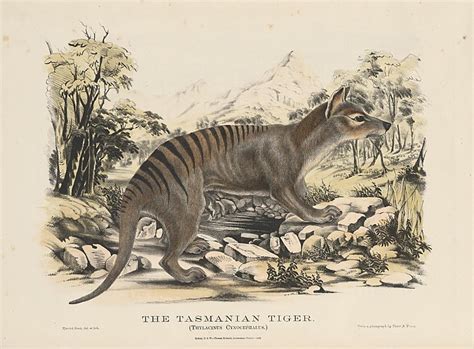 Tasmanian Tigers Are Extinct. Why Do People Keep Seeing Them? - The New ...