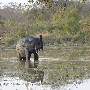 Wildlife Elephant Benin | AfricaHunting.com