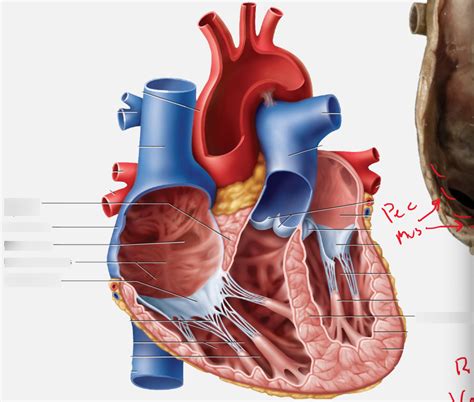 BIO 328-10 Cardiovascular system. Right Atrium and Septa Diagram | Quizlet