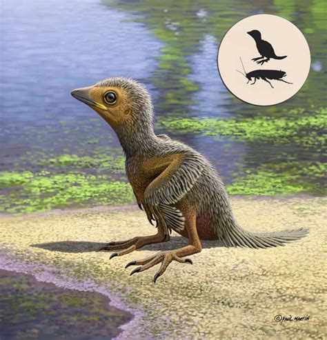 Early Cretaceous Bird Fossil Sheds New Light on Avian Evolution | Paleontology | Sci-News.com