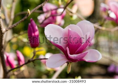 Pink Magnolia Blossom. Stock Photo 31008493 : Shutterstock