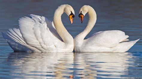 White Swan Bird Photo, Natural White Swan Bird, #18960