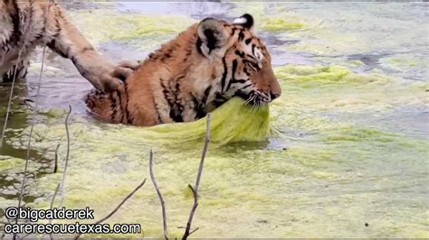 Tiger Cubs Go Swimming! | Tiger Cub Hang Out - YouTube